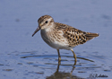 Calidris minutilla